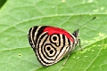 NYMPHALIDAE, Diaethria marchalii dodone